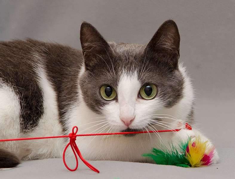 1920 X 1462 216.8 Kb   -  . ,  