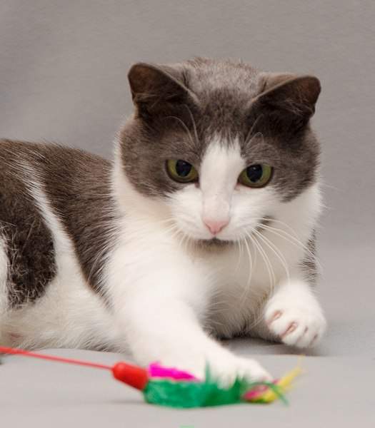 1750 X 2000 602.7 Kb 1920 X 1462 216.8 Kb   -  . ,  