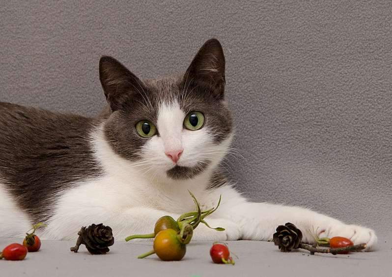 1920 X 1353 218.9 Kb 1750 X 2000 602.7 Kb 1920 X 1462 216.8 Kb   -  . ,  