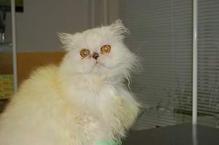 604 X 400  27.2 Kb       ,       