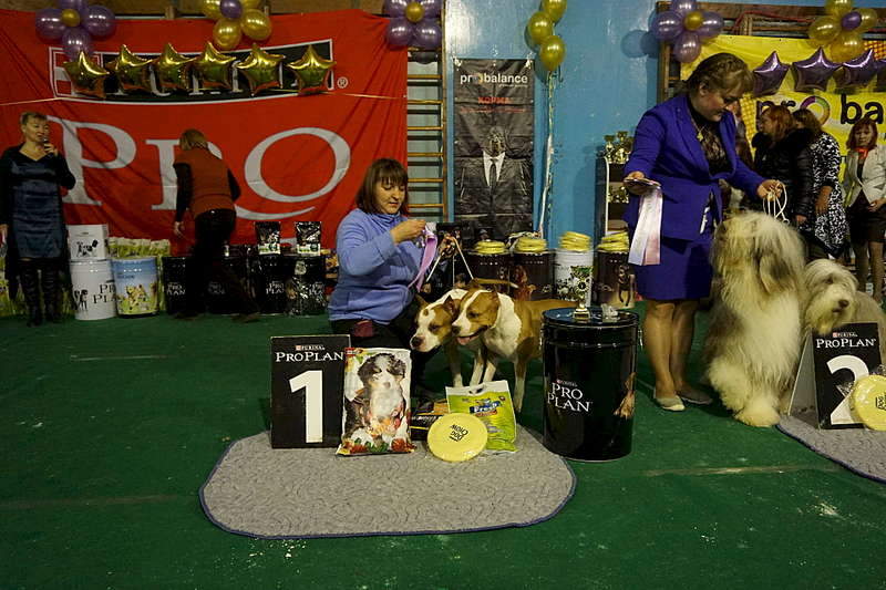 1920 X 1280 303.7 Kb 25 октября выставка собак всех пород клуба 'Фауна'