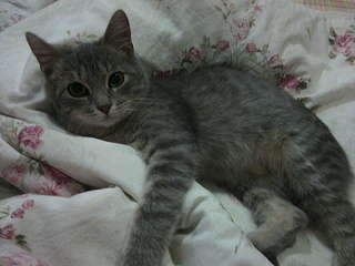 1920 X 1440 254.5 Kb  ,     