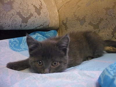 2048 X 1536 192.6 Kb  ,     