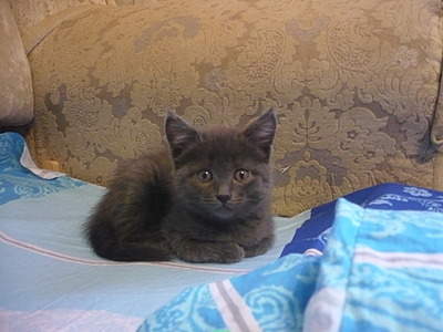 2048 X 1536 193.9 Kb 2048 X 1536 192.6 Kb  ,     