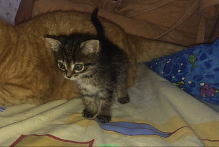 781 X 525 641.3 Kb 1920 X 2560 278.5 Kb  ,     