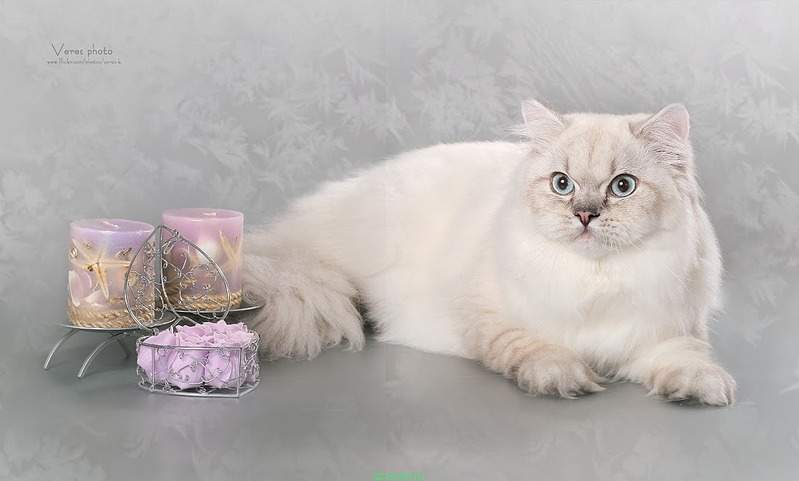 1102 X 663 76.8 Kb Питомник'Gem Sweet'.Британские котята-всех цветов радуги!