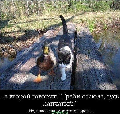 509 x 485 Улыбнемся?