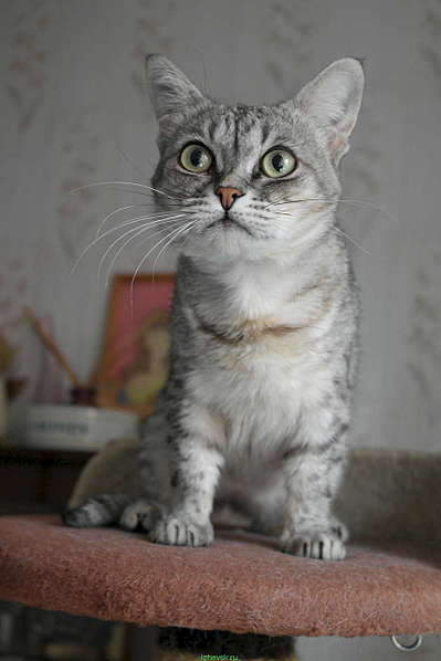 853 X 1280 114.6 Kb    .