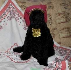 483 X 475 134.3 Kb  --