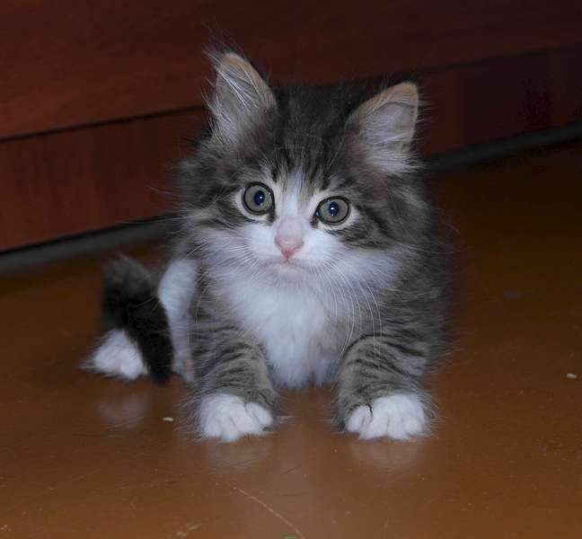 1920 X 1777 188.1 Kb Ищем дом для хорошенького котенка.