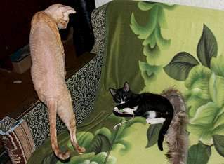 1920 X 1406 230.1 Kb 1920 X 1280 172.9 Kb .      .