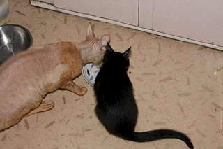 1920 X 1280 146.0 Kb .      .