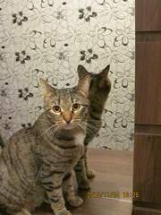 1920 X 2560 946.0 Kb 1920 X 1440 309.6 Kb   - , , .