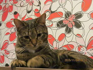 1920 X 1440 306.6 Kb 1920 X 2560 946.0 Kb 1920 X 1440 309.6 Kb   - , , .