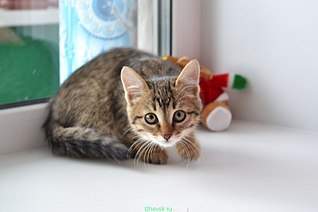 807 X 537 45.3 Kb 616 X 807 64.6 Kb 538 X 807 55.8 Kb 807 X 713 68.5 Kb    