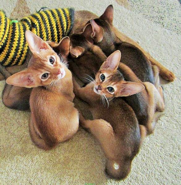 1265 X 1296 461.9 Kb 1984 X 1488 751.2 Kb  