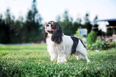 1920 X 1280 284.9 Kb  --- - .