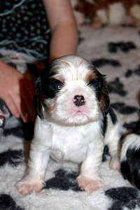 1920 X 2880 272.9 Kb 1920 X 1259 175.2 Kb 1920 X 1271 164.6 Kb 1920 X 2649 371.8 Kb 1920 X 1280 284.9 Kb  --- - .