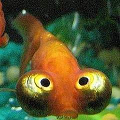 328 X 328  41.6 Kb 24.10.2015   . ,    .