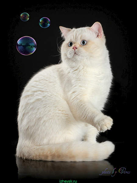555 X 740 76.2 Kb 750 x 563 28-29 ноября, выставка кошек, Ижевск, WCF. Акция 'РАЗВОДНАЯ ОЦЕНКА'