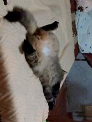 960 X 1280 224.2 Kb 960 X 1280 230.2 Kb   !