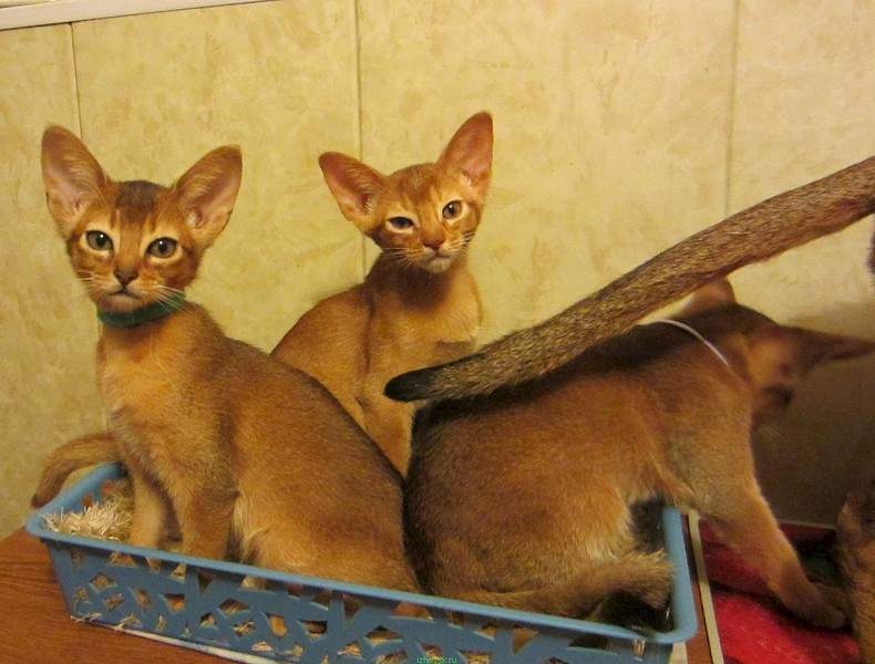 1542 X 1171 318.4 Kb Веточка для Коржиков и абиссинских кошек. У нас есть котята от Елочки