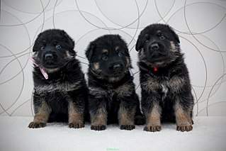 1280 X 853 214.1 Kb 604 X 403  45.3 Kb   