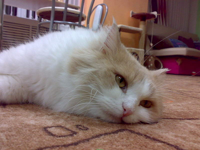 2048 X 1536 476.0 Kb      - !