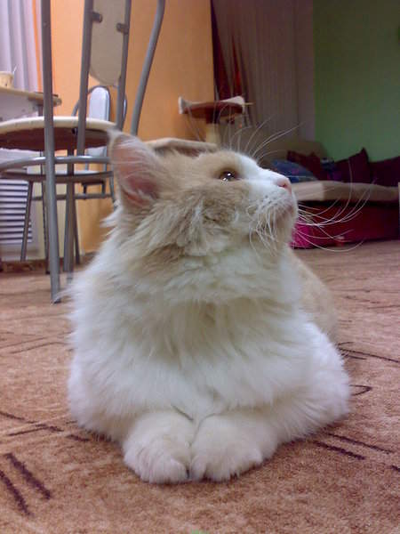 1536 X 2048 490.8 Kb 2048 X 1536 476.0 Kb      - !