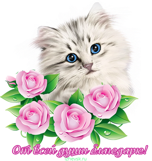 Котик с цветами. Милые кошки с цветочками. Открытки с котятами. Котята с цветами на белом фоне. Бесплатные открытки на whatsapp