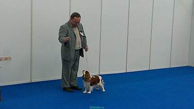 960 X 541 104.5 Kb Курсы по хендлингу в рамках подготовки к выставке World Dog Show-2016