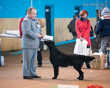 900 X 726 134.7 Kb 552 X 414 32.3 Kb 960 X 541 104.5 Kb         World Dog Show-2016