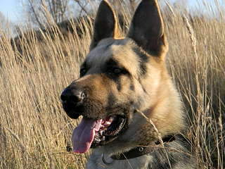 1920 X 1440 390.9 Kb 856 X 556 481.2 Kb  - !