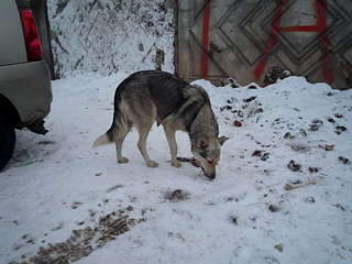 1920 X 1440 209.1 Kb   -   ,   3