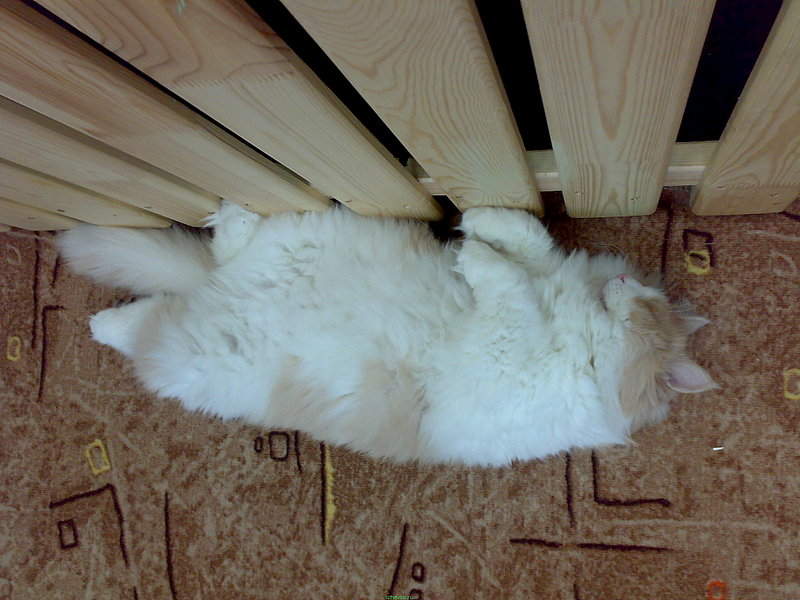 2048 X 1536 500.7 Kb      - !