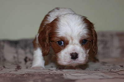 1920 X 1280 123.1 Kb 1920 X 2880 225.3 Kb  --- - .