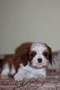 1920 X 2880 196.0 Kb 1920 X 1280 123.1 Kb 1920 X 2880 225.3 Kb  --- - .