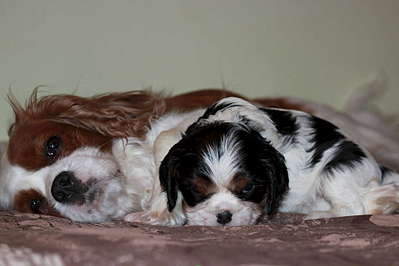 1920 X 1280 138.3 Kb 1920 X 2880 196.0 Kb 1920 X 1280 123.1 Kb 1920 X 2880 225.3 Kb  --- - .