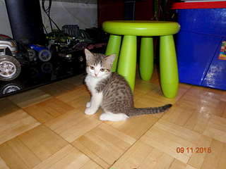 1920 X 1440 189.3 Kb 1920 X 1440 160.7 Kb 1920 X 1440 162.4 Kb 1920 X 1440 180.8 Kb 1920 X 1440 158.7 Kb Найдена Британская беременная кошка.