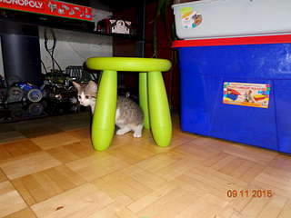 1920 X 1440 168.7 Kb Найдена Британская беременная кошка.