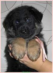 440 X 604  56.2 Kb 403 X 604  48.4 Kb   