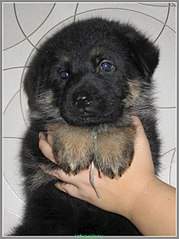 452 X 604  55.9 Kb 440 X 604  56.2 Kb 403 X 604  48.4 Kb   