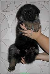 408 X 604  44.6 Kb 452 X 604  55.9 Kb 440 X 604  56.2 Kb 403 X 604  48.4 Kb   