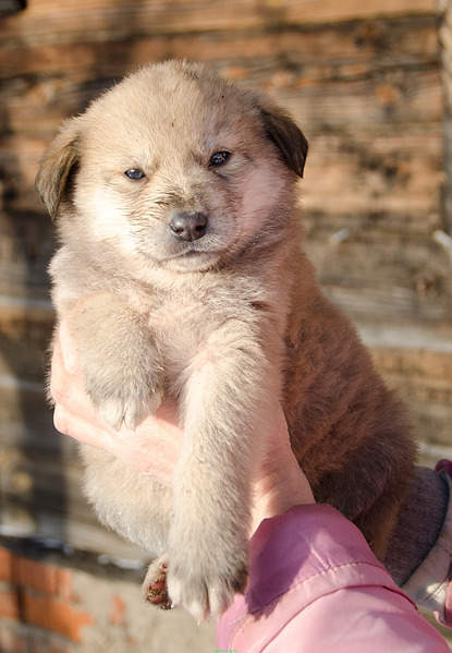 1386 X 2000 249.5 Kb Хорошенькие щеночки ищут дом.