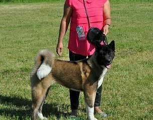 604 X 474 82.4 Kb 800 X 759 114.5 Kb     