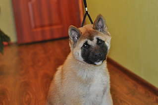 1920 X 1275 168.2 Kb 847 X 1275 134.7 Kb 1920 X 1275 209.1 Kb 604 X 474 82.4 Kb 800 X 759 114.5 Kb     