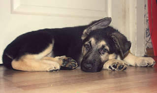 1920 X 1136 136.3 Kb 1920 X 1029 167.5 Kb 1920 X 1309 166.6 Kb 1920 X 1310 210.1 Kb  - !