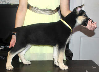 1827 X 1343 157.7 Kb  - !