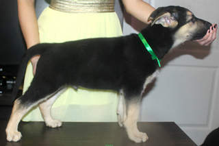 1998 X 1332 978.8 Kb Щенки Восточно-европейской овчарки!