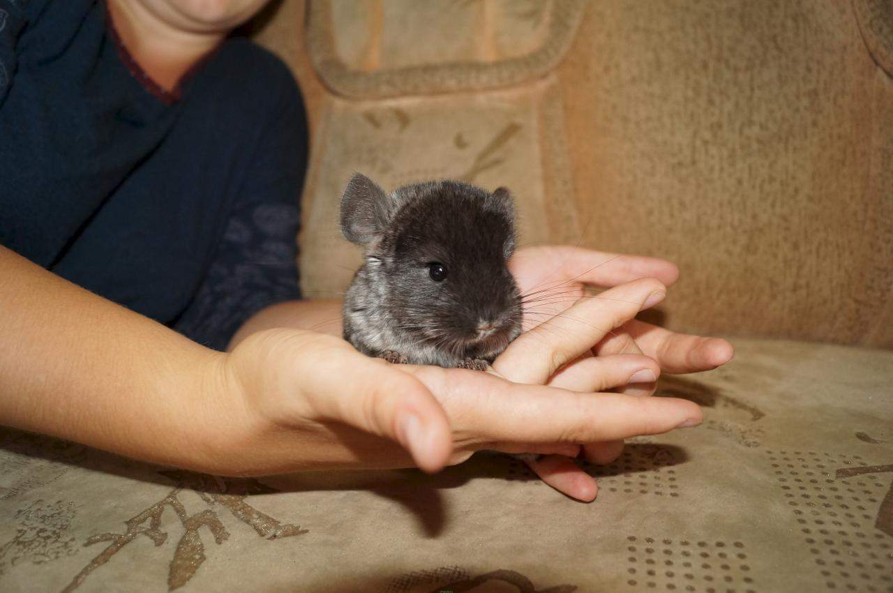 шиншилла безаллергенная. породы шиншилл. приручение шиншиллы к рукам. как приучить шиншиллу к рукам. как приручить шиншиллу к рукам в домашних условиях.